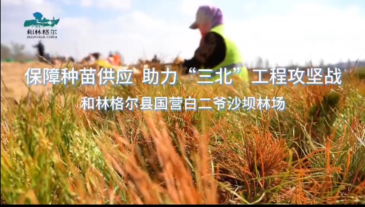 保障種苗供應(yīng) 助力“三北”工程攻堅戰(zhàn) 和林格爾縣國營白二爺沙壩林場