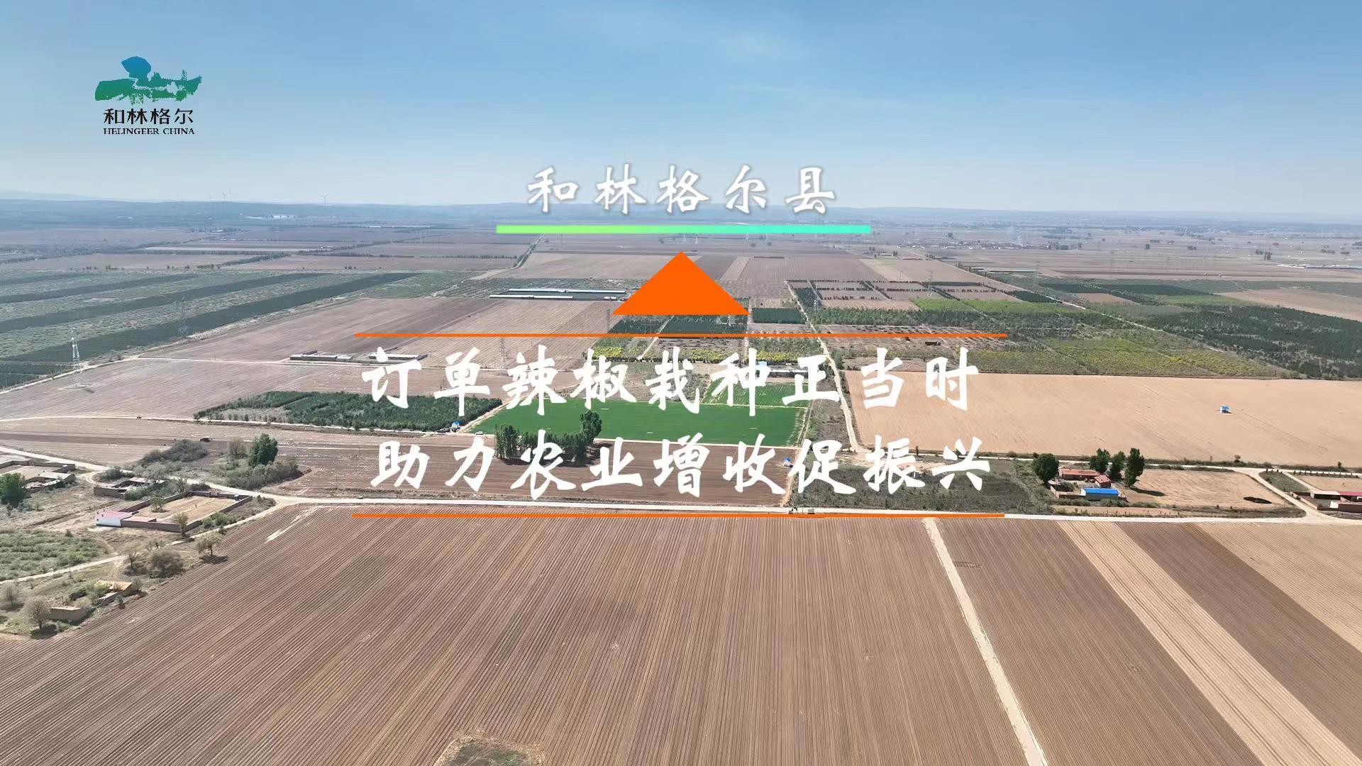 和林格爾縣：訂單辣椒栽種正當(dāng)時  助力農(nóng)業(yè)增收促振興