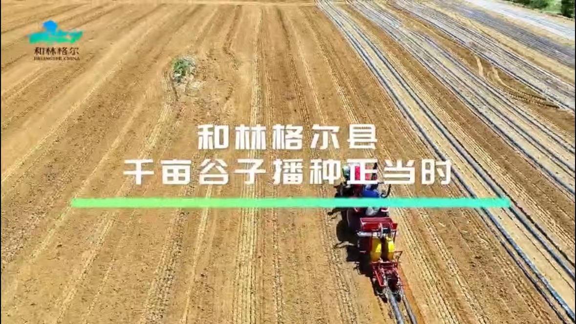 和林格爾縣千畝谷子播種正當(dāng)時