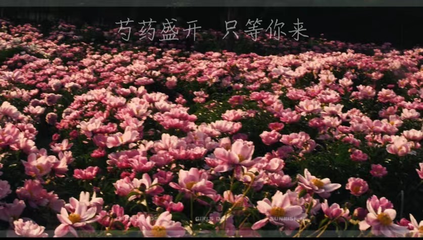 芍藥盛開  只等你來！
