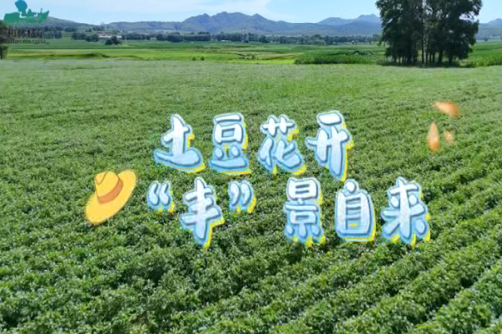 土豆花開   “豐”景自來