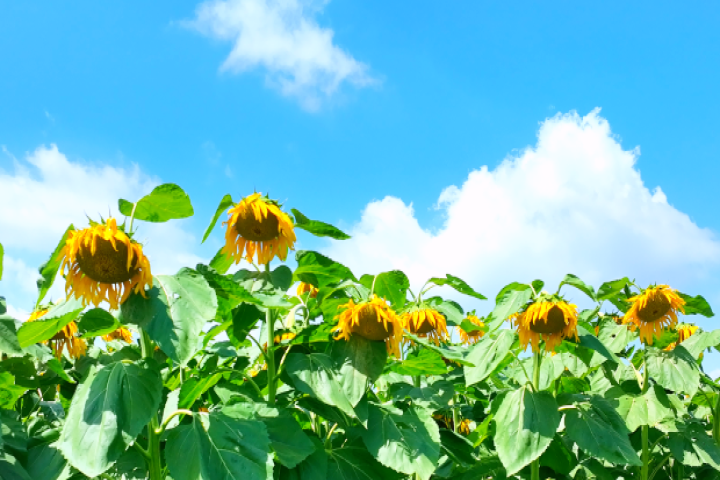 和林格爾縣萬畝葵海進入盛花期