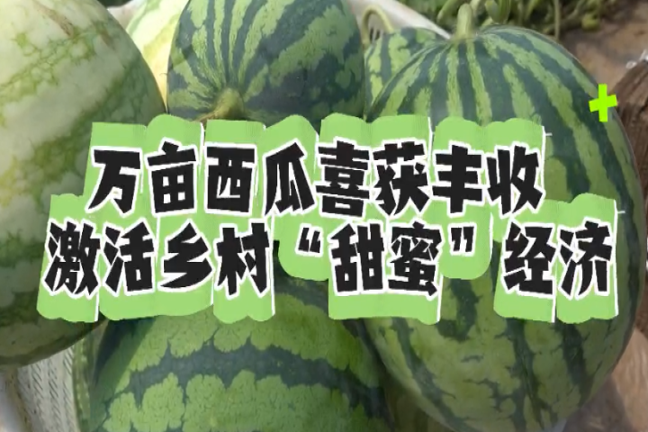 萬畝西瓜喜獲豐收 激活鄉(xiāng)村“甜蜜”經(jīng)濟