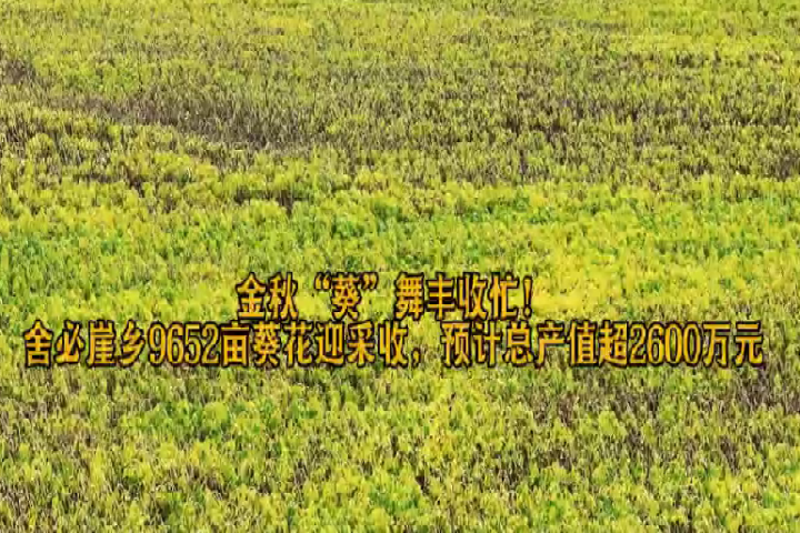 金秋“葵”舞豐收忙！