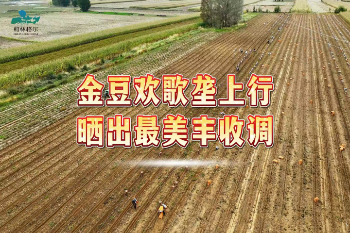 金豆歡歌壟上行 曬出最美豐收調