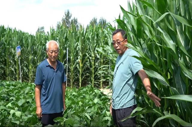 和林格爾縣：2.7萬畝大豆玉米帶狀復(fù)合種植區(qū)農(nóng)作物長勢喜人