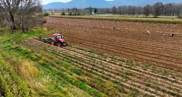 1黑老夭鄉(xiāng):金豆歡歌壟上行 曬出最美豐收調(diào).jpg