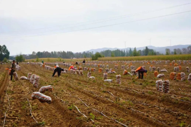 2黑老夭鄉(xiāng):金豆歡歌壟上行 曬出最美豐收調(diào).jpg