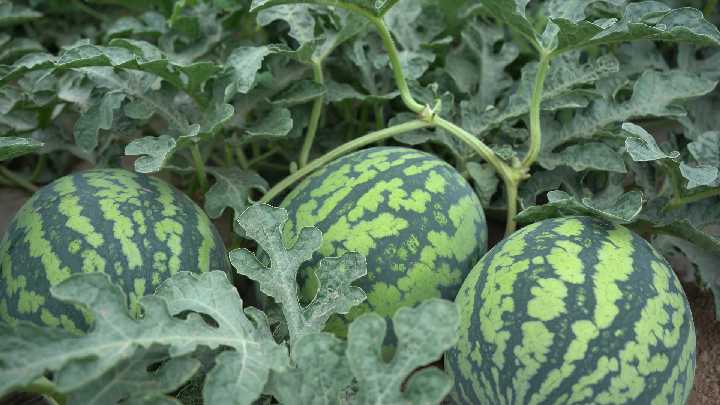 萬畝西瓜喜獲豐收 激活鄉(xiāng)村“甜蜜”經(jīng)濟(jì)2_副本.png