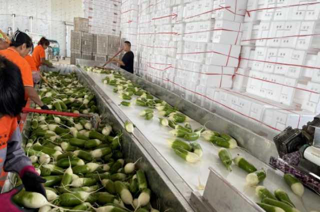 1新店子鎮(zhèn):南瓜收罷種蘿卜 土地“連軸”轉(zhuǎn)出增收“好奔頭”.jpg