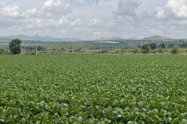 2新店子鎮(zhèn):南瓜收罷種蘿卜 土地“連軸”轉(zhuǎn)出增收“好奔頭”.jpg